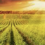 Barossa Climate Action