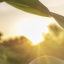 Bioenergy