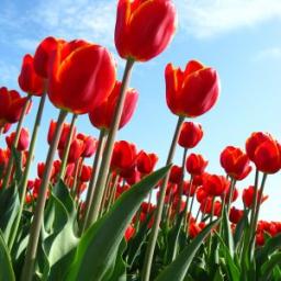 Plants & Flowers
